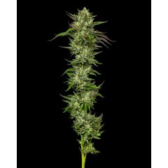 Collieman Kush / Slightly Stoopid Collie Man Kush, Фасовка: 3